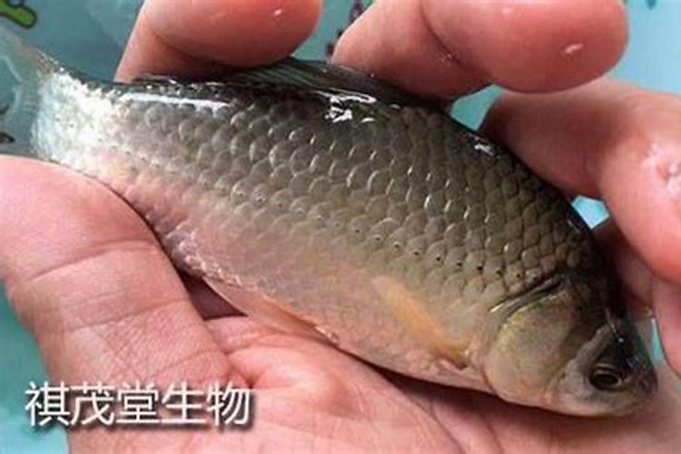 钓鱼小药哪种最好 自制钓鱼小药配方