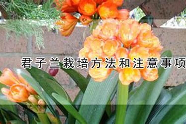 补充硒元素的叶面肥有哪些？