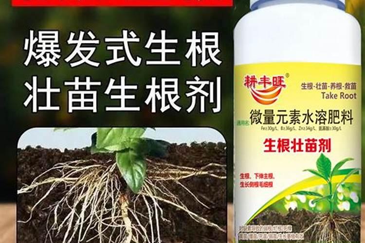 什么肥料生根最快最好