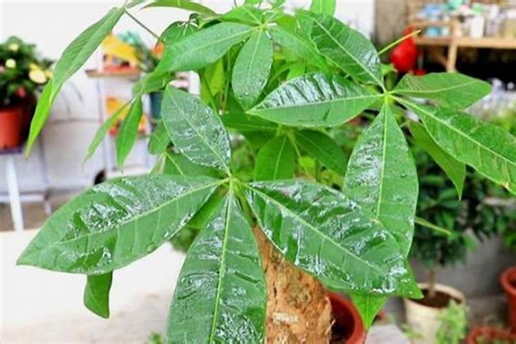 茶花上肥方法 氮肥催春梢