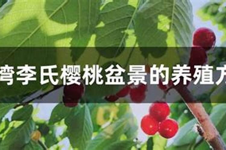 平菇喷什么叶面肥最好？