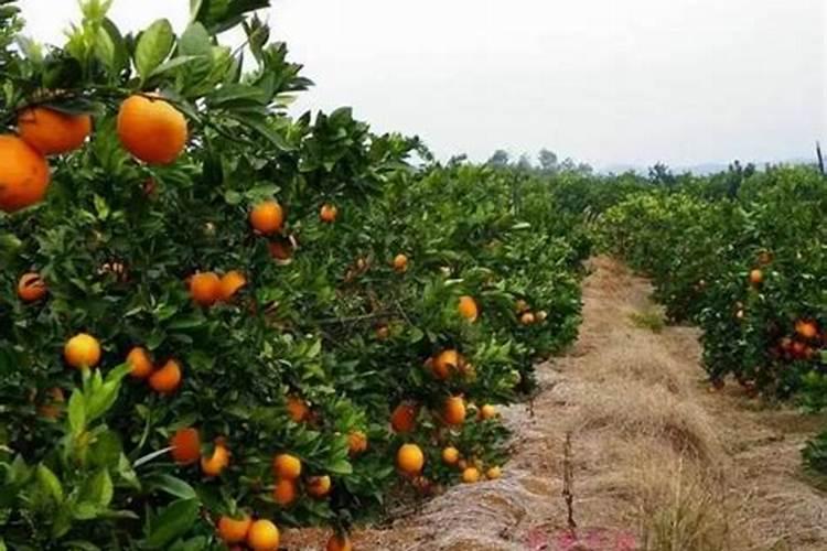 西瓜苗用什么肥料生根快 西瓜苗几月份开始育苗