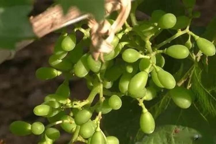 芸苔素使用十大禁忌 要避免