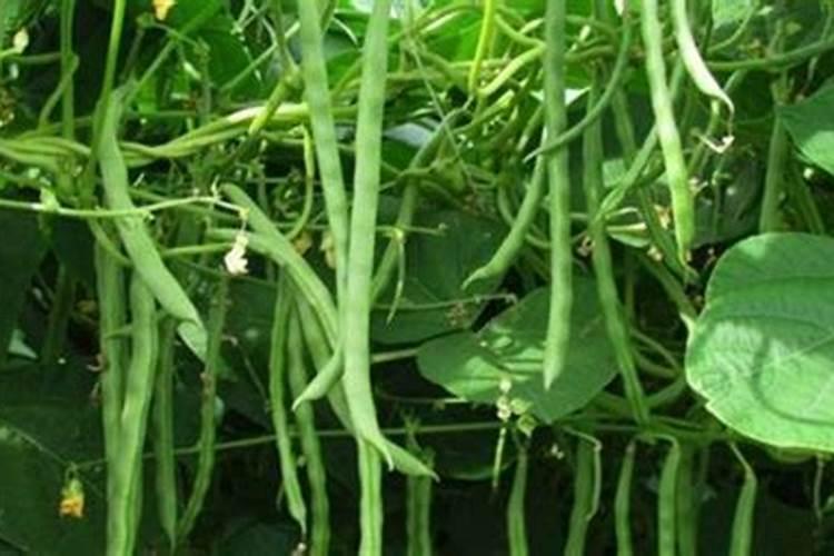 四季豆花期,和芒果花期,用打白粉的药,怎么用？