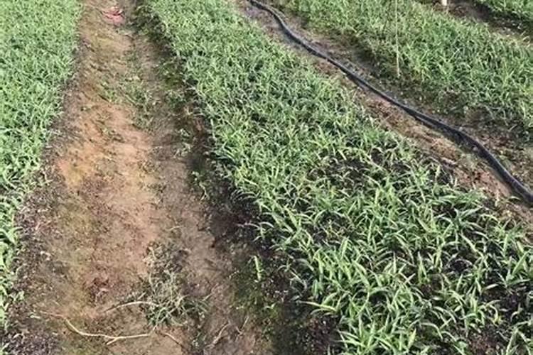 白芨种植技术用什么肥料
