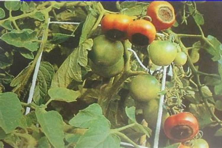 农村种植包菜,为何老是出菜苔？