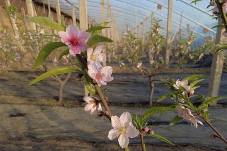 果树开花前需要施什么肥料