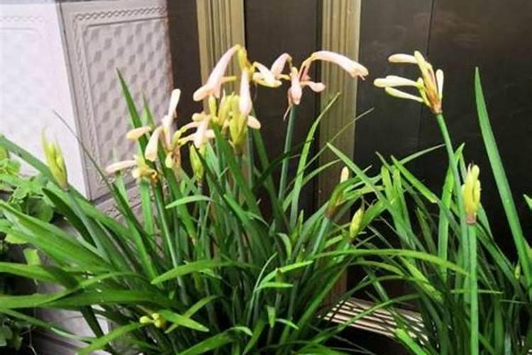 室内花卉冬季施肥方法 室内花卉怎么施肥