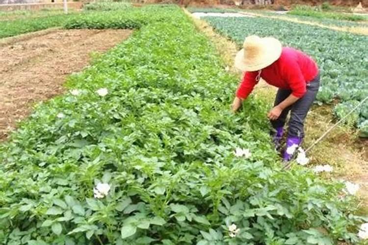 大棚茄子烂果怎么办？大棚茄子烂果的防治方法!