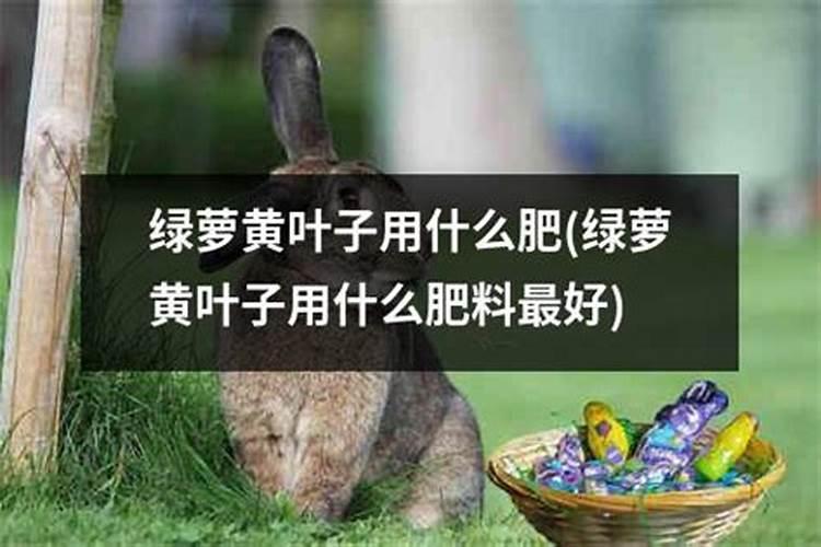 干树叶可以做肥料吗