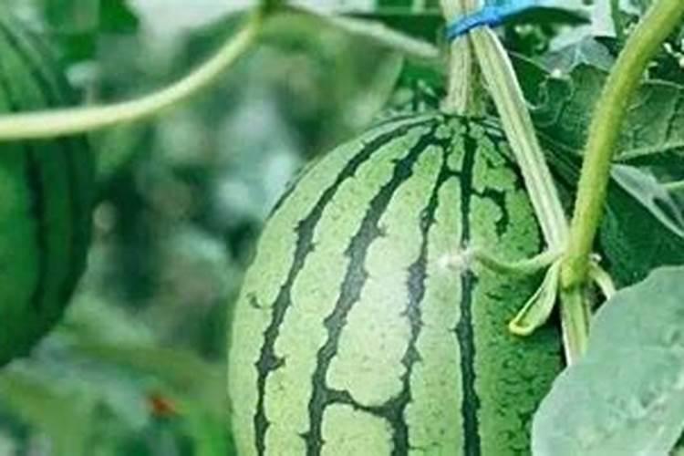 腐植酸肥料的作用