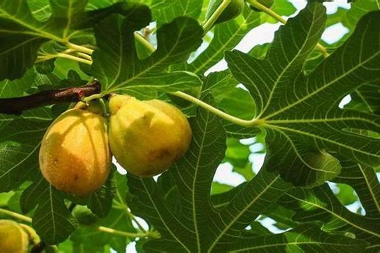 果树花期补硼、花后补钙,补错了果子当然长不好