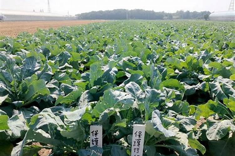 菊花有花蕾时能用磷酸二氢钾喷叶面肥吗