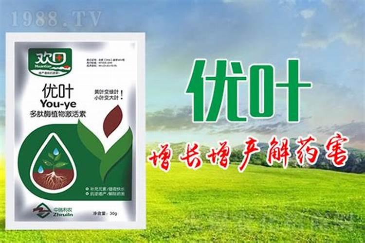 阳光玫瑰葡萄见信使花还能浇地施肥吗？