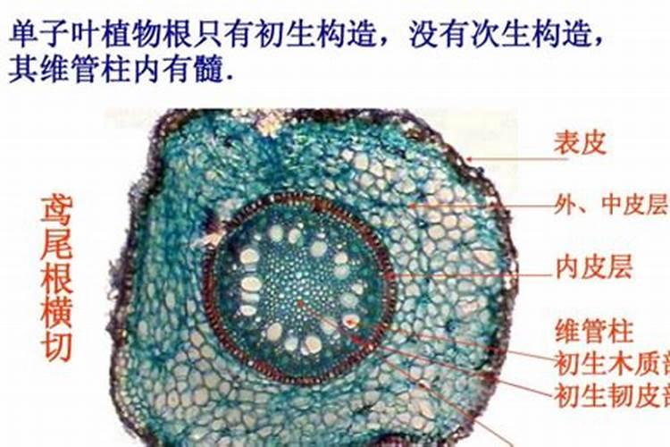 红提葡萄第一个膨大期施什么肥也就是开花后应该施什么肥料