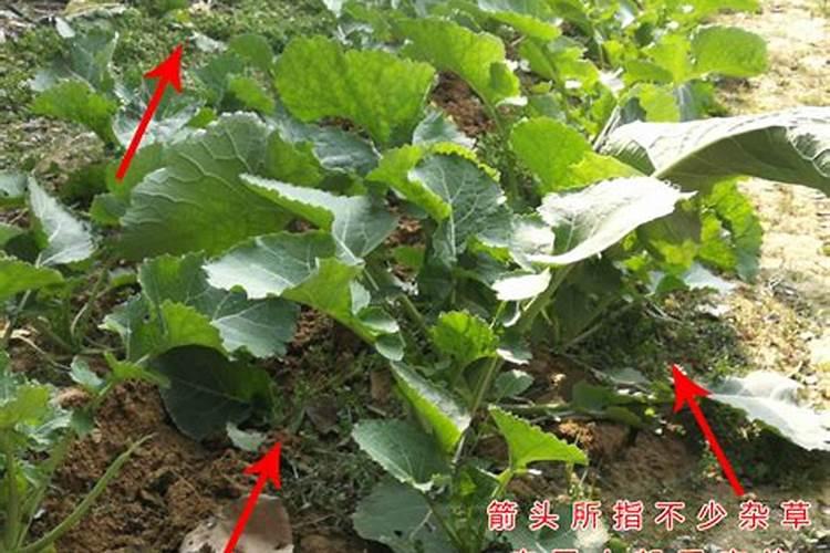 油菜叶面肥什么时间施最好花卉百科