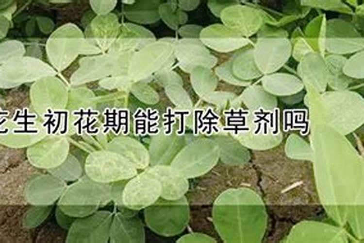 花生需要什么叶面肥？