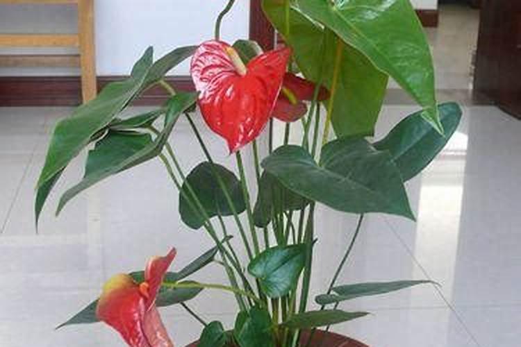 火鹤花什么时候换土好