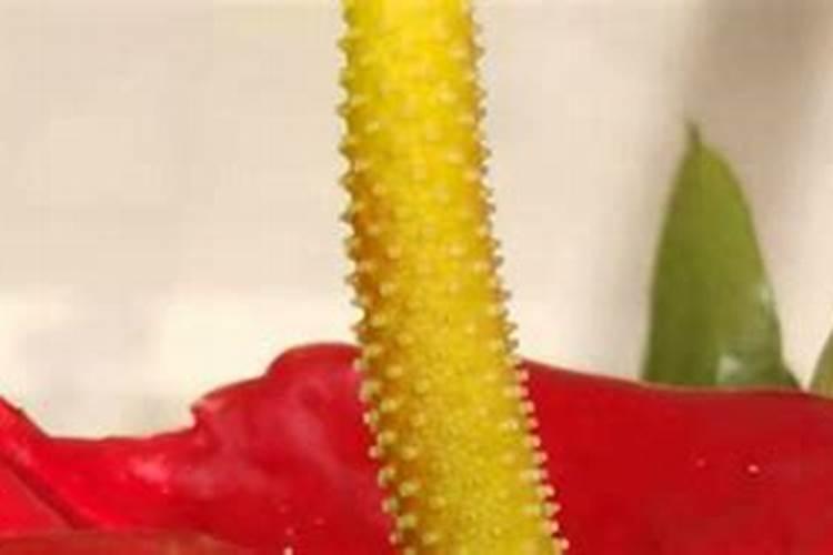 火鹤花的养殖方法