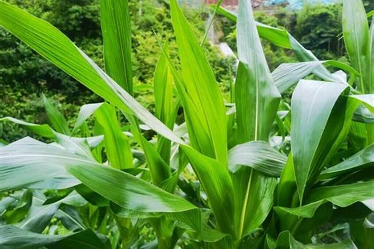 玉米叶面肥几个叶打最好？