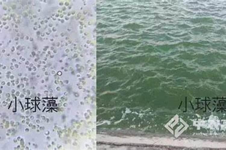 芸苔素在玉米上的最佳使用时间和使用方法