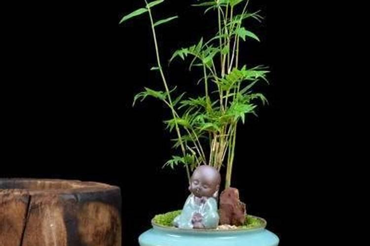 防治栀子花黄化病的技巧