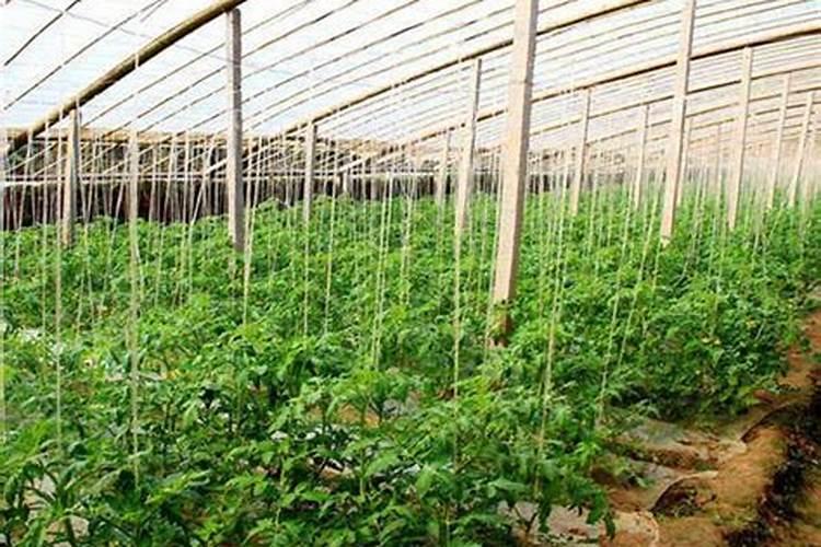 棉花缩节胺过量有什么后果 打多了怎么办