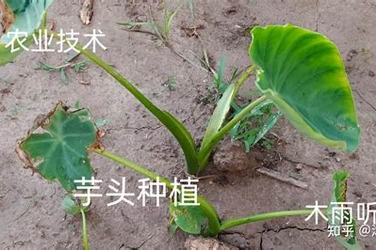 种芋头该如何合理施肥
