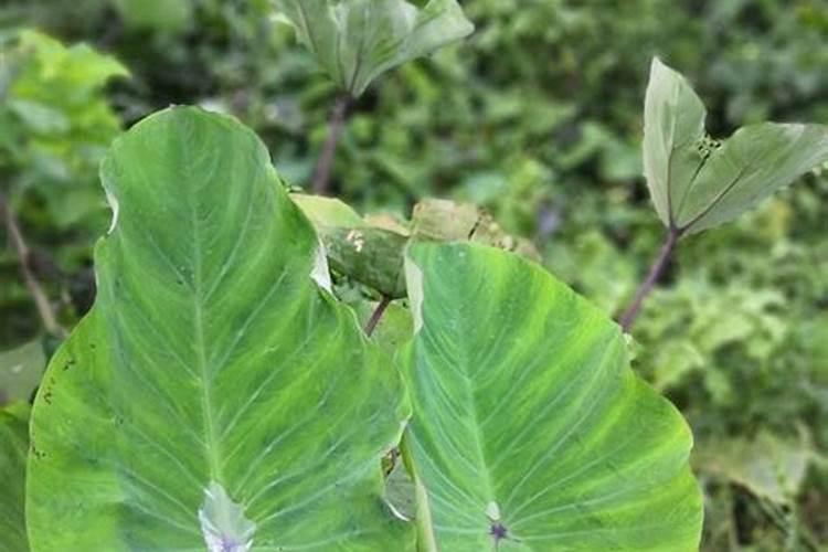 芋头追肥用什么肥料好