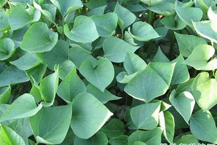 红薯苗喷什么叶面肥生长快,红薯苗什么时候种植好