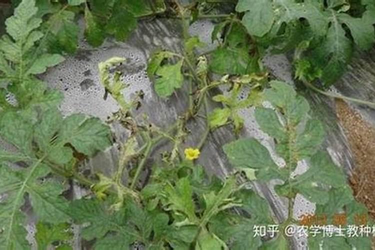 西瓜苗发黄怎么办求解