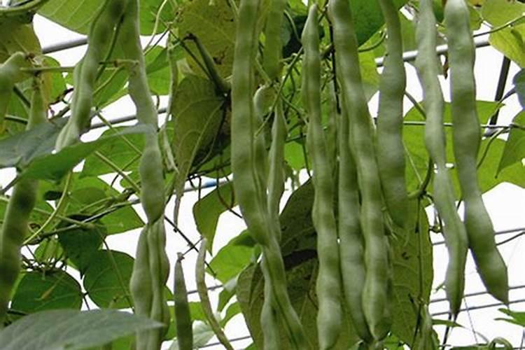 大豆黄叶病用什么药效果好
