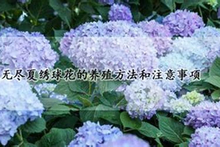 葡萄上什么肥料最好