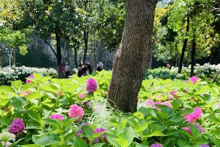 无尽夏绣球花施什么肥