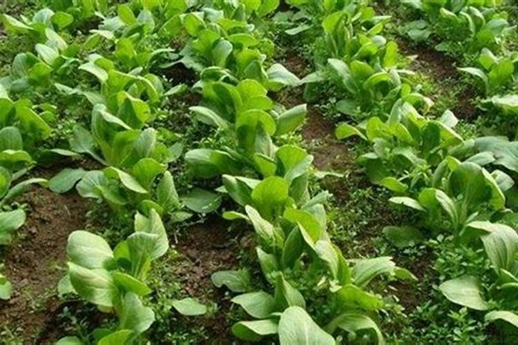 花生喷施硼肥最佳时间 使用注意事项有哪些