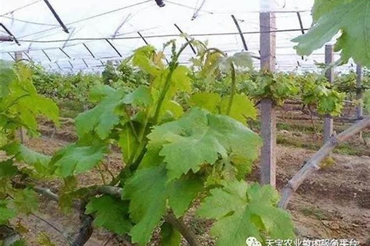 如何让葡萄大幅度增加甜度？该如何进行管理？