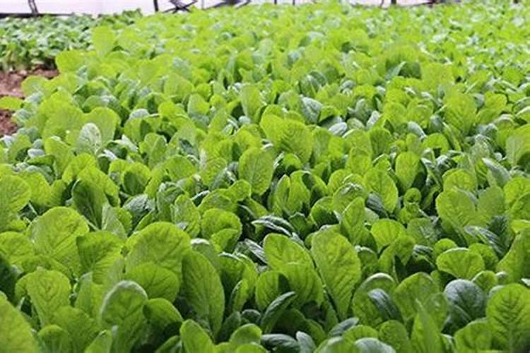 氮肥和磷钾肥能一起用吗 氮肥可以促进植物什么生长