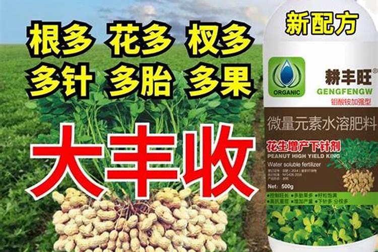 紫叶酢浆草有毒吗,可以放在室内养吗