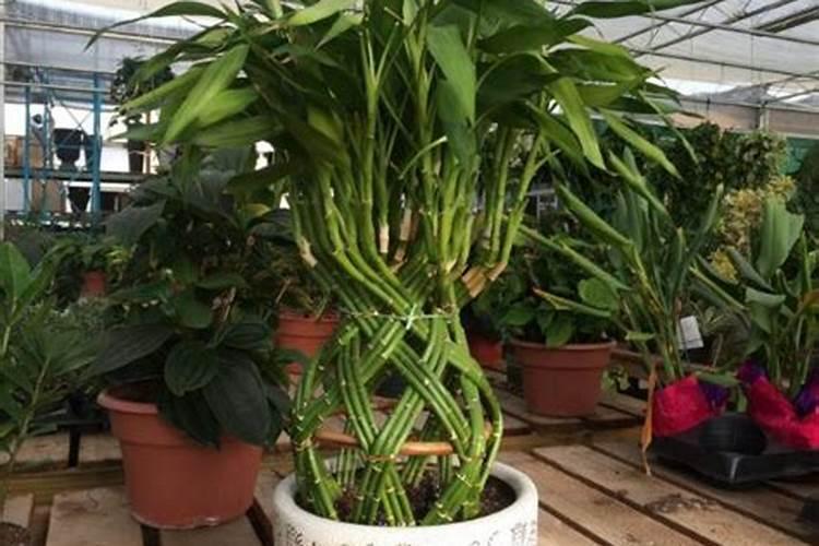 腐植酸、氨基酸、海藻素和鱼蛋白