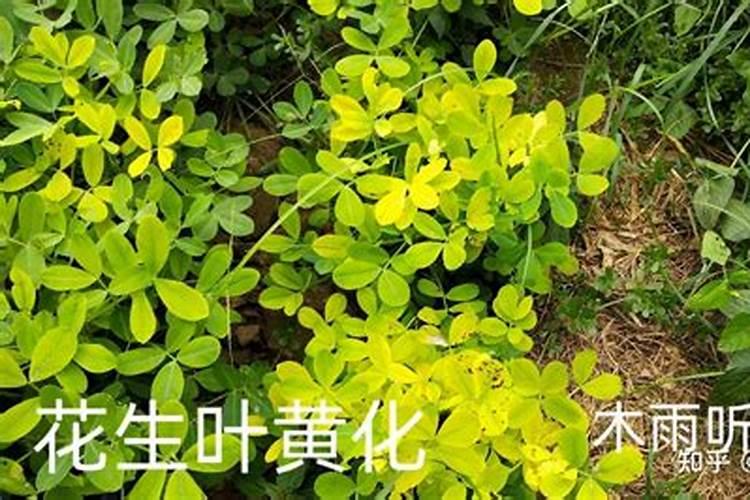 花生打叶面肥重毒了怎么办？