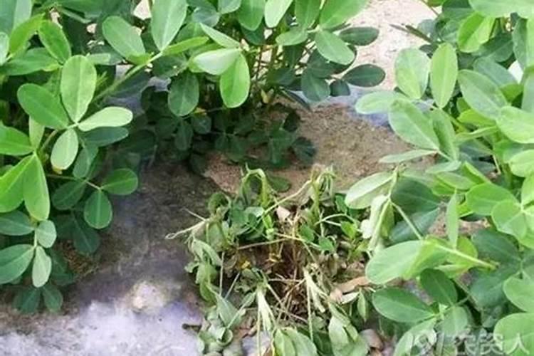 花生用什么叶面肥好