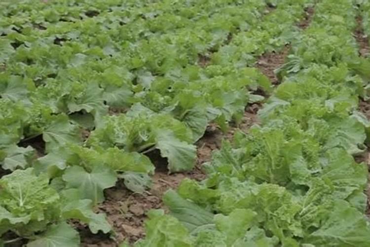 白菜用什么肥料长得快