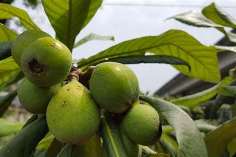 怎样能让枇杷的果又大又甜？枇杷增甜施肥哪种叶面肥效果好