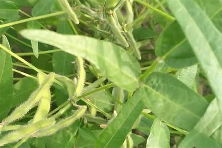 大豆追肥用什么肥料好