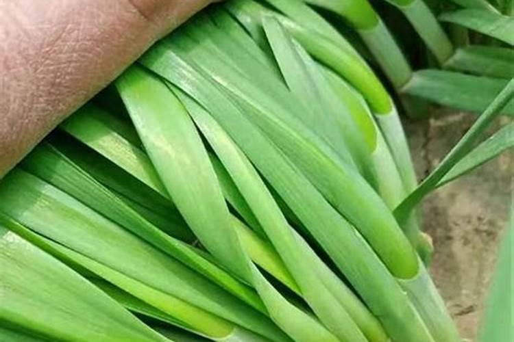 施什么肥韭菜越长越粗？