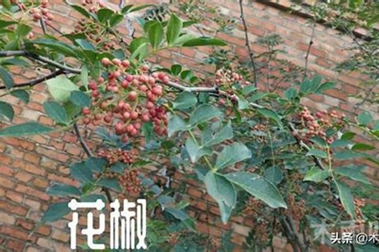 脲铵氮肥和尿素的区别
