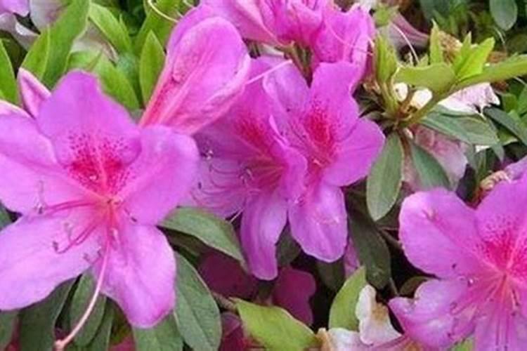 杜鹃花多久施一次肥 杜鹃花需要多久施肥一次？