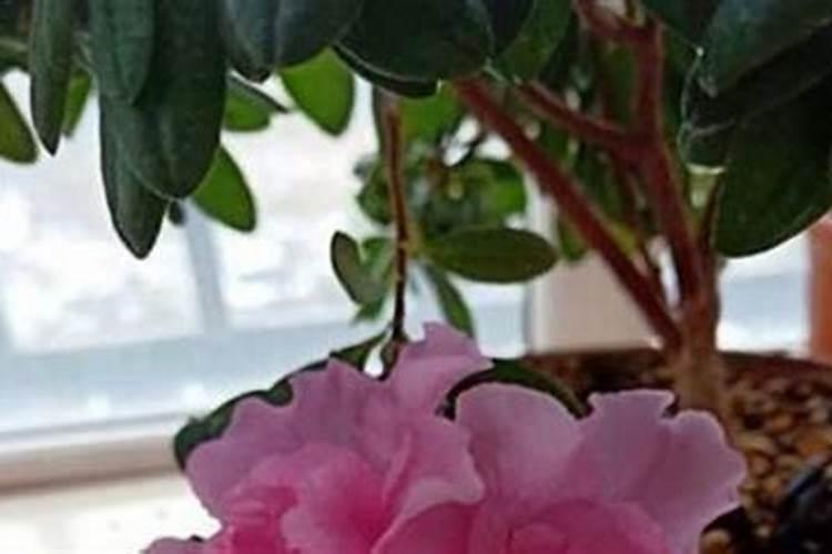 杜鹃花怎么施肥