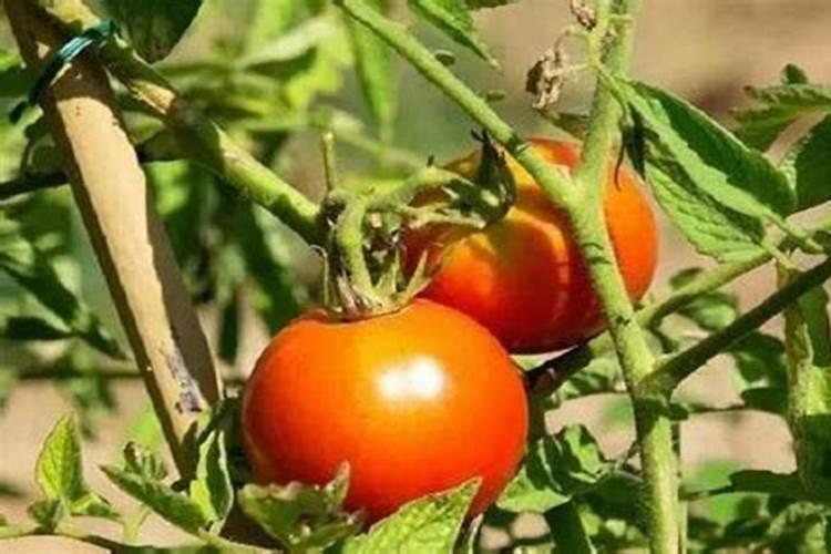 玉米6叶能打控旺药吗