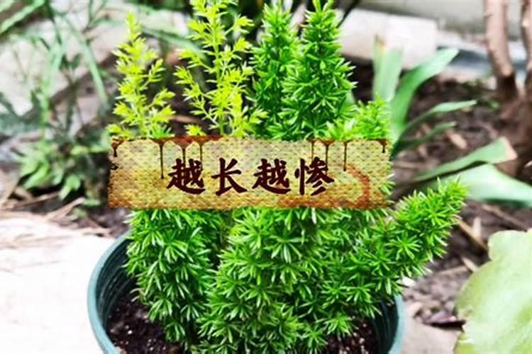 秋天多肉浇什么水(秋天多肉植物怎么浇水)